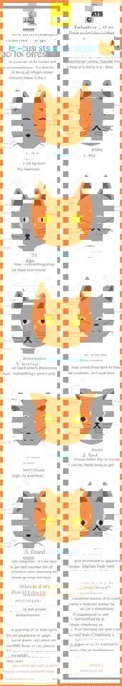 cat behaviour faces infographic