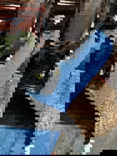 black-and-white cat draped over someone's leg