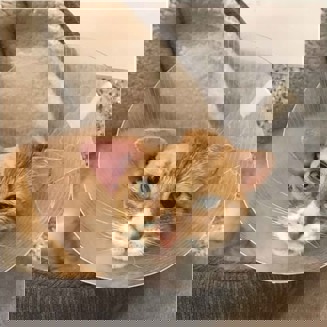 Ginger cat recovering from ear tumour surgery