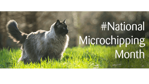 National Microchipping Month banner for Cats Protection
