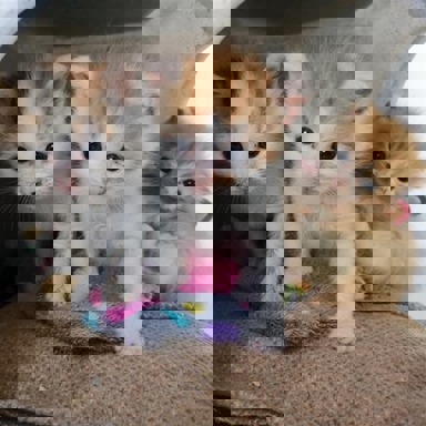 Three abandoned kittens on a sofa