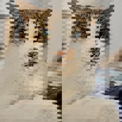 Spot the cat white and tabby cat