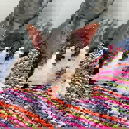 Spot, the cat, lying on multicoloured rug