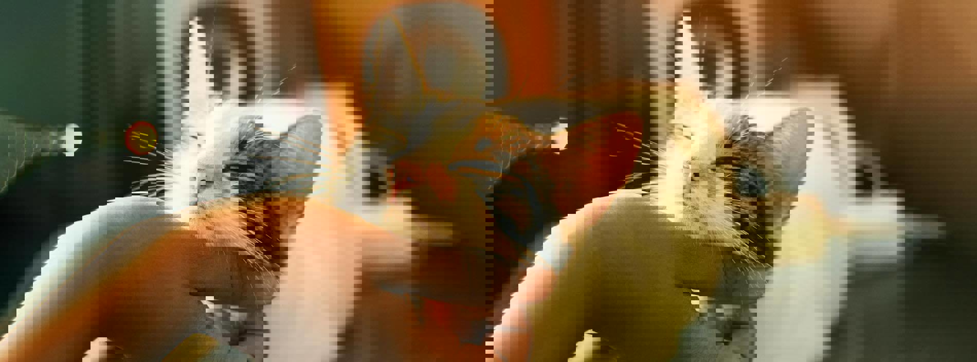 Your responsibilities as a cat owner