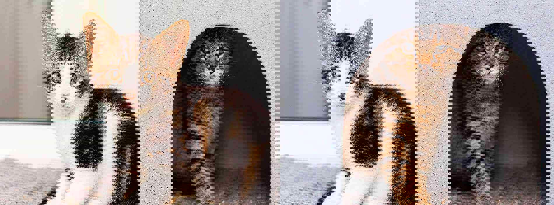 Introducing cats to other cats