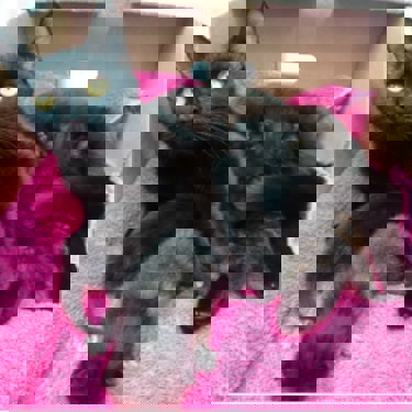 Black cat with kittens found in a mushroom box