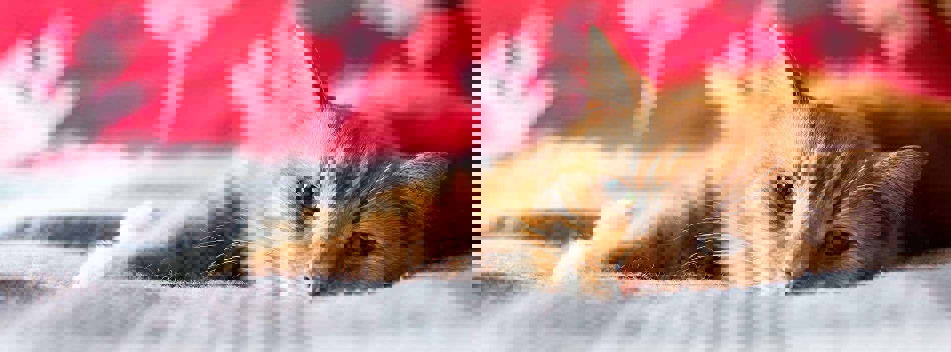 Keeping your cat safe