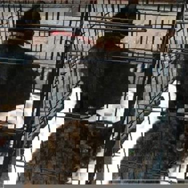 Kittens abandoned at christmas