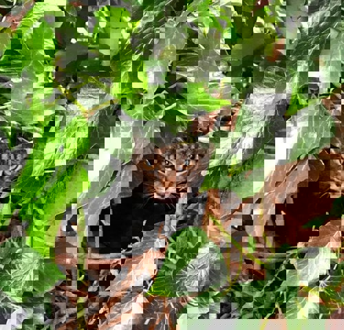 Tab cat hiding amongst green leaves