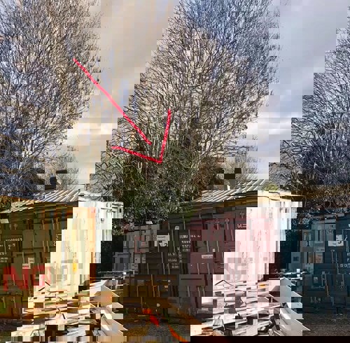 Tree with arrow pointing to where kittens were found