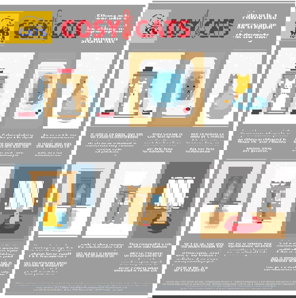 Cosy cats in winter infographic