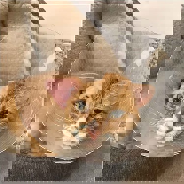 Ginger cat wearing a cone