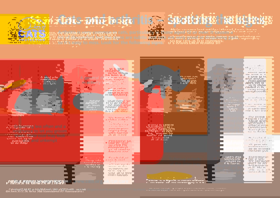 Cat arthritis guide to spotting the signs