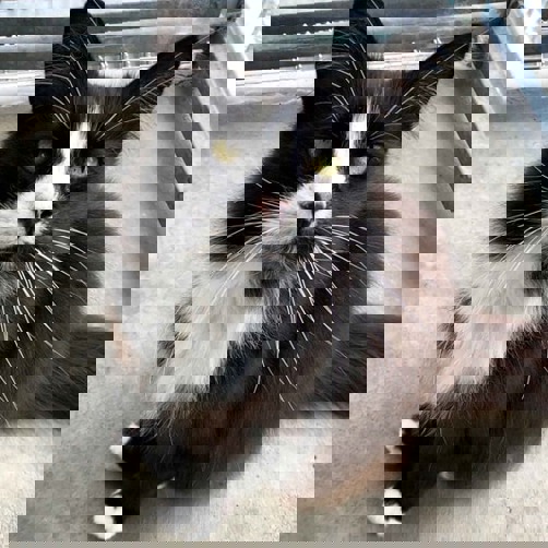 Black adn white cat with long whiskers