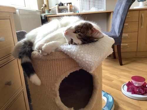 tabby-and-white cat lying on top of scratch post