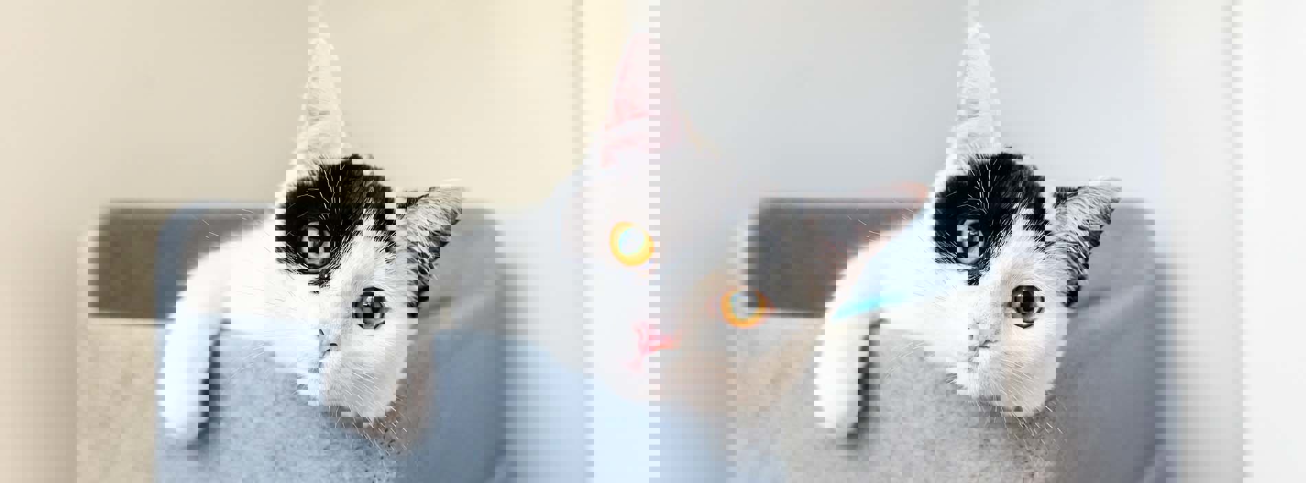 Eye problems in cats