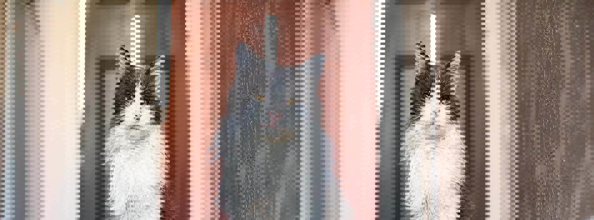 Lumps and bumps on cats