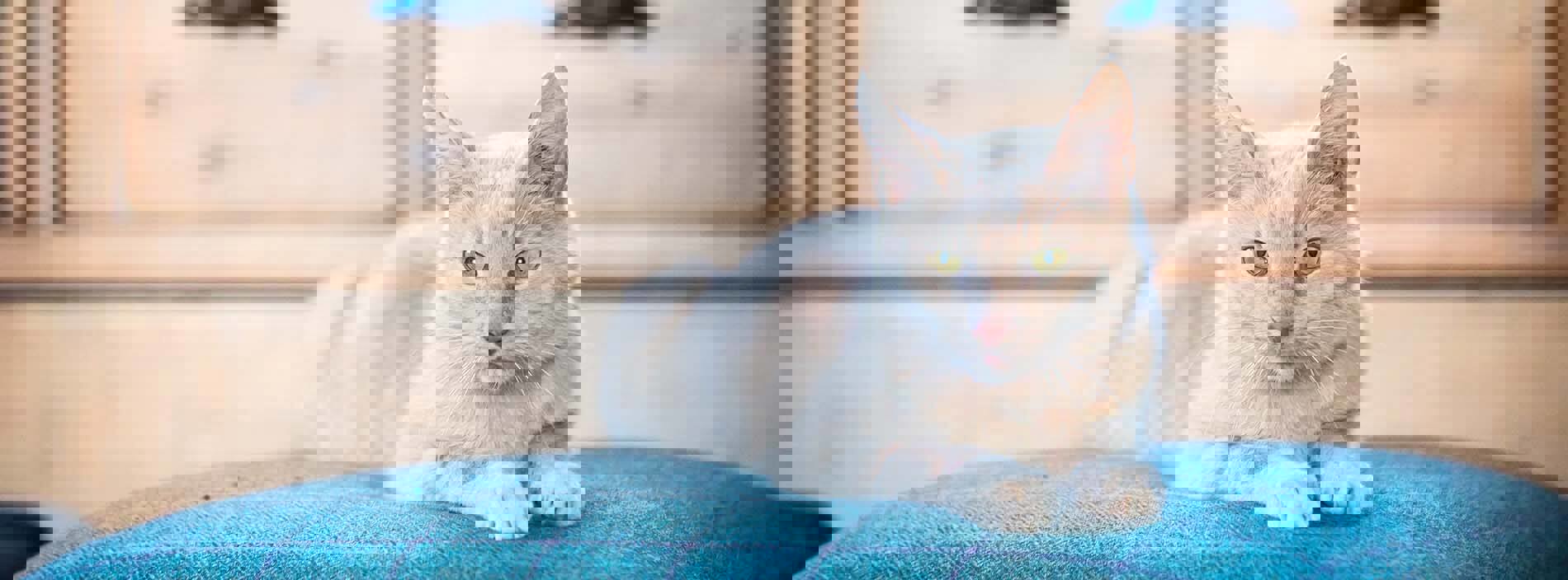 Heart disease in cats