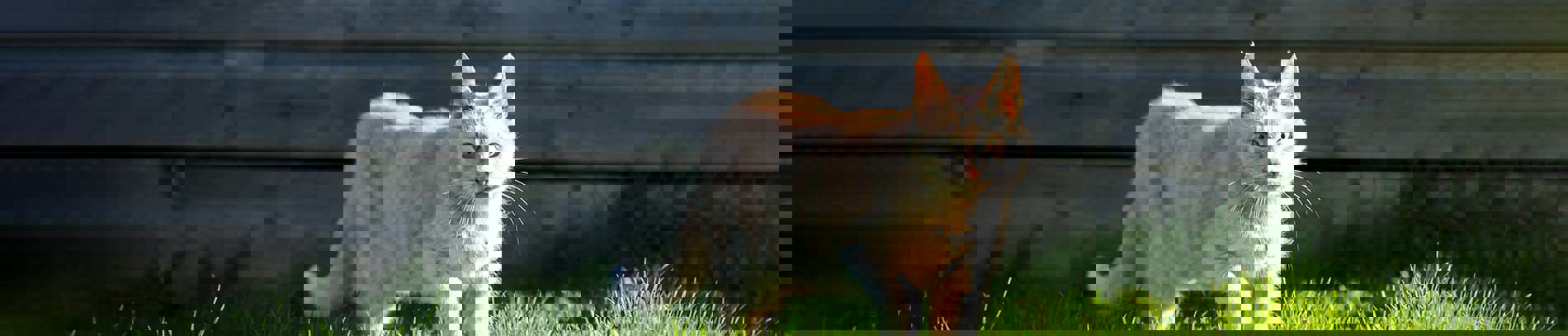 Farm cats and rural homing