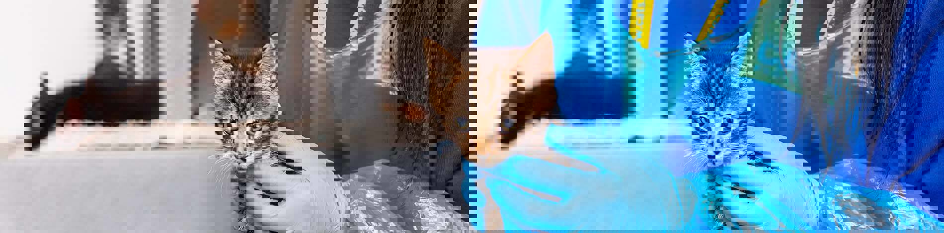 Giving your cat a tablet