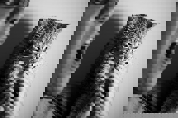 Why does my cat bite me?