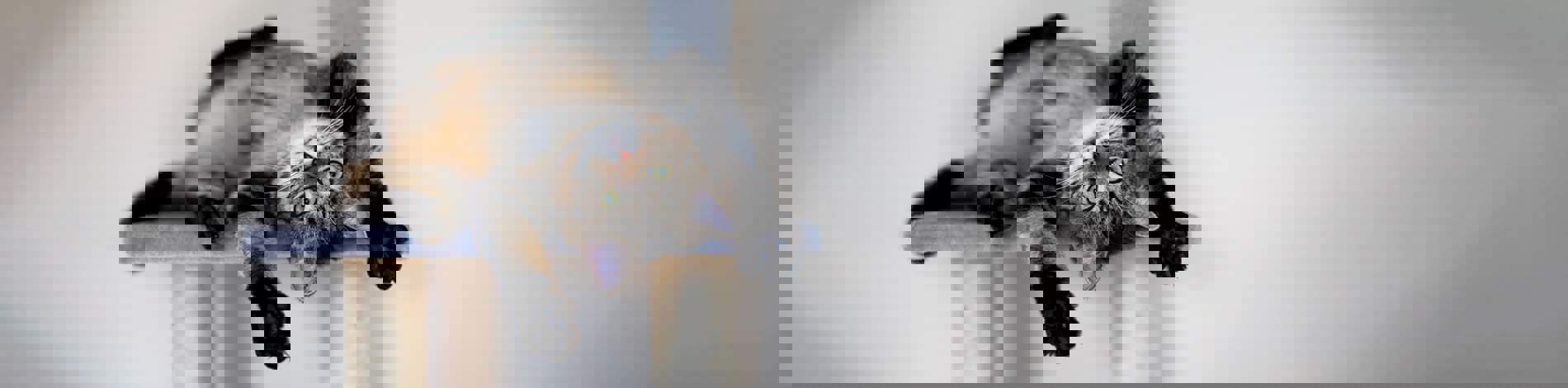 First time cat owners