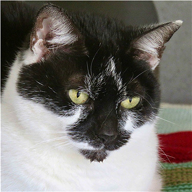 Black and white cat Billie-Jean