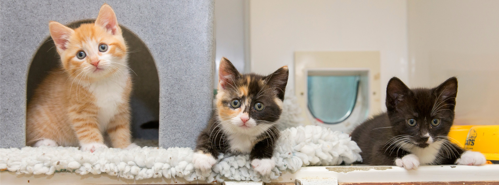 Pre-clinical EMS placements at Cats Protection