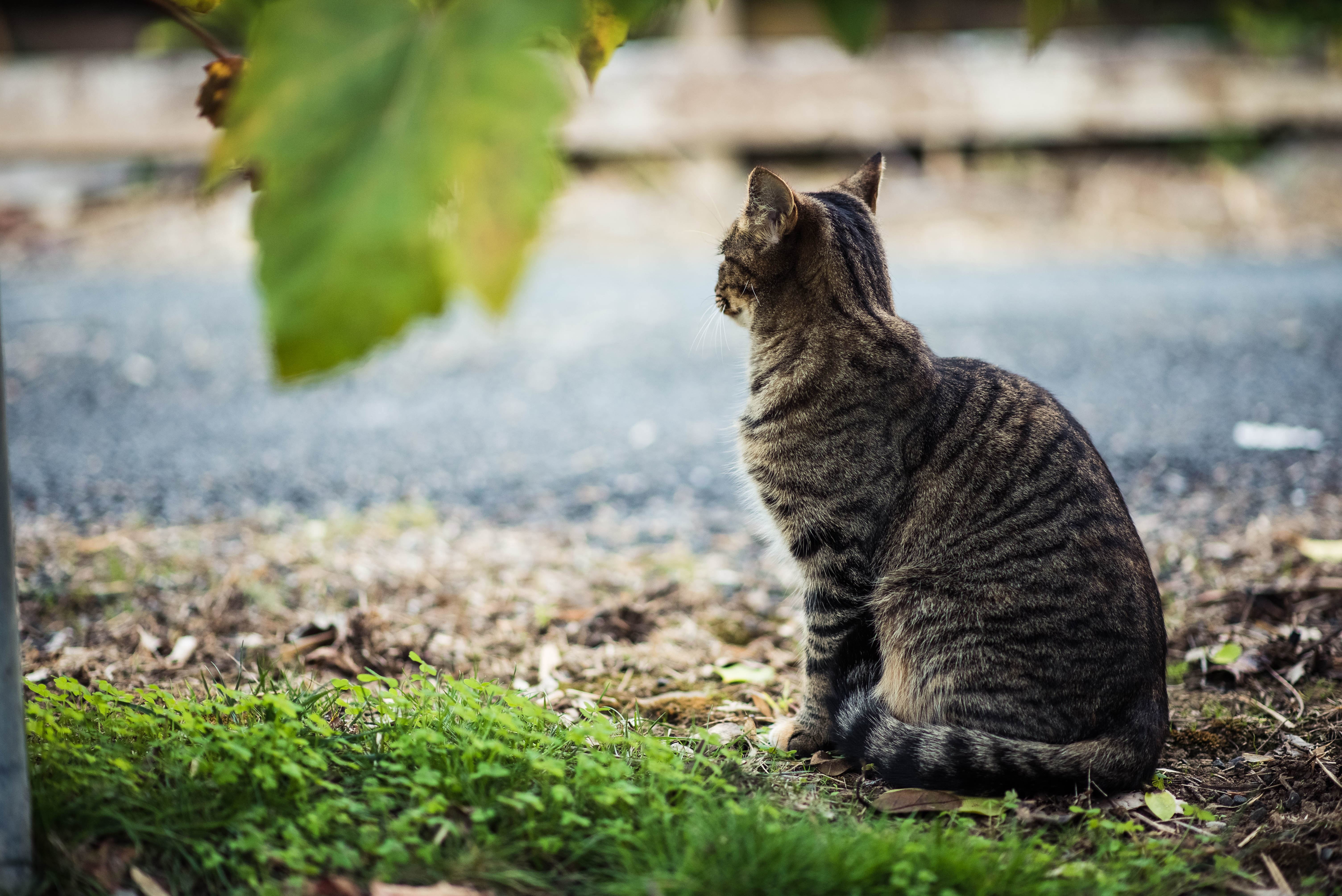 A guide to lost, found and feral cats