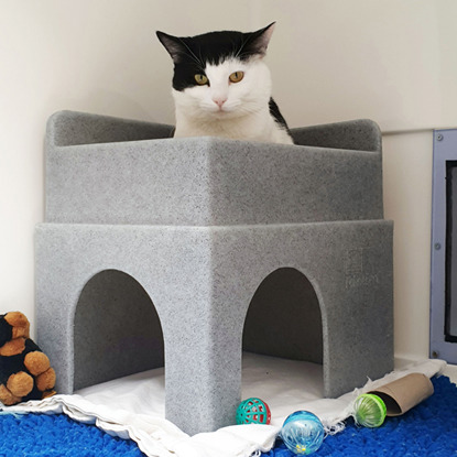 black and white cat sitting on top of cat bed in Cats Protection pen
