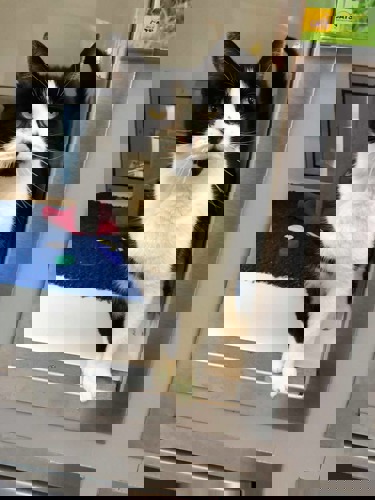 black and white cat in Cats Protection pen