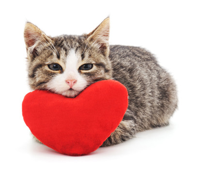 tabby kitten resting head on heart-shaped cushion