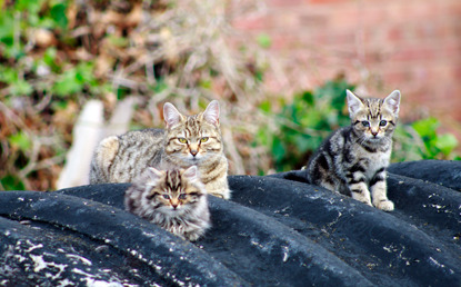 feral tabby cat and kittens on roof