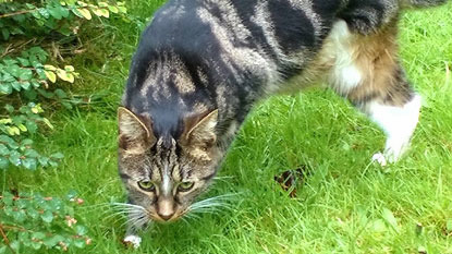 brown tabby cat walking through garden grass