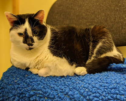 overweight black-and-white cat sat on blue fleece blanket