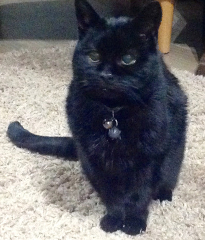 black cat with collar