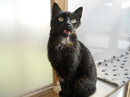 black cat with broken jaw