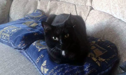 black cat sitting on blue cushions
