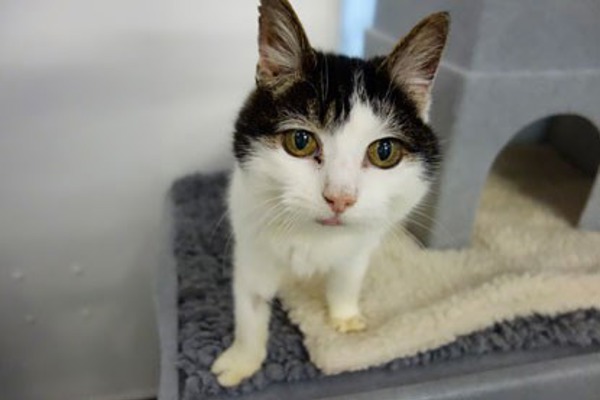 Two-toed cat Clawdia is waiting for a pawsome home