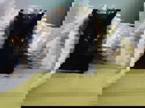 black cat lying under white and green duvet