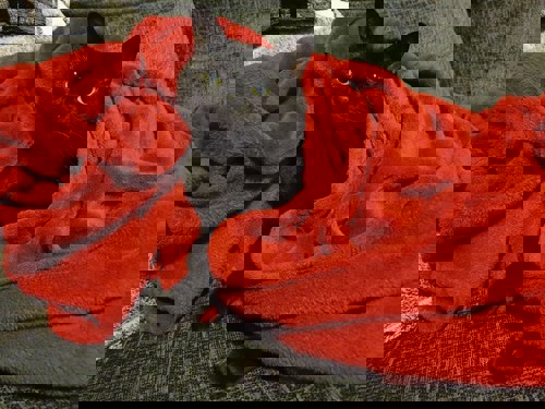 Black cat wrapped up in orange fleece blanket