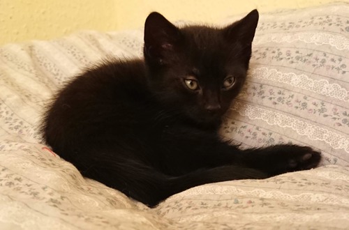black kitten lying on white patterned duvet