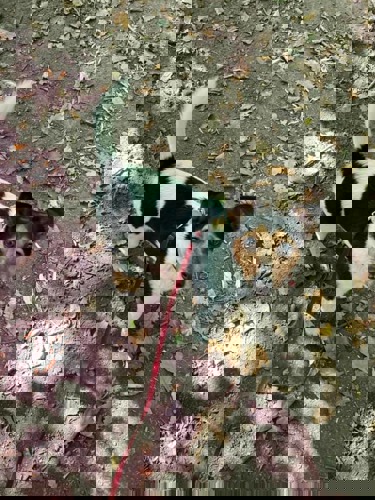 black-white-and-brown Jack Russell dog on red lead