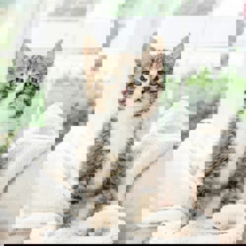 brown-and-white tabby kitten kneading their front paws on a white fleece blanket
