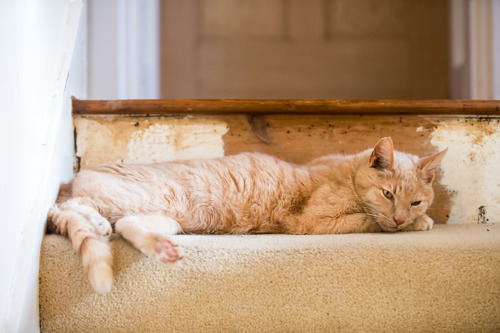 light-coloured ginger tabby cat laying on stairs