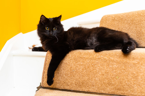 long-haired black cat laying on the stairs