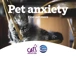 Ceva Cats Protection Partnership Pet Anxiety